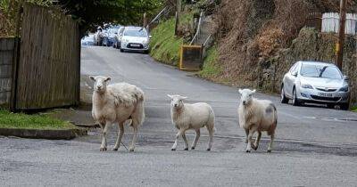 "Они повсюду": в Британии "банда" овец терроризирует целую деревню (фото) - focus.ua - США - Украина - Англия - Великобритания
