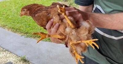 В Австралии появился на свет необычный цыпленок с четырьмя лапами (фото)