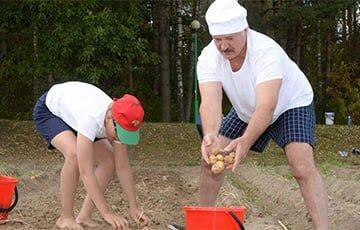 Как Лукашенко уничтожил сельского хозяйство