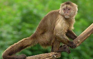 Исследование показывает, что обезьяны лучше людей справляются с фокусом с монеткой
