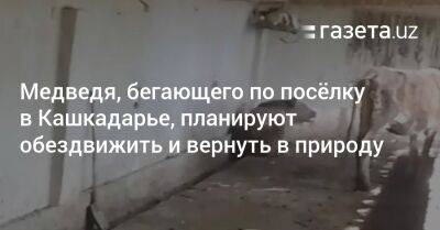 Медведя, бегающего по посёлку в Кашкадарье, планируют обездвижить и вернуть в природу