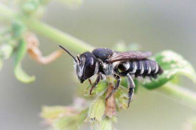 Учёные озабочены вымиранием насекомых в немецких лесах