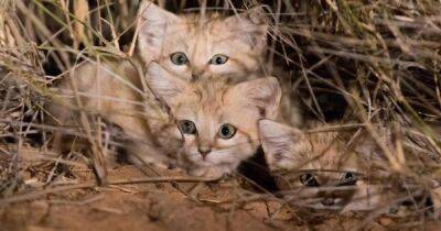 Большие сюрпризы крошечных котиков: невиданное поведение барханных кошек