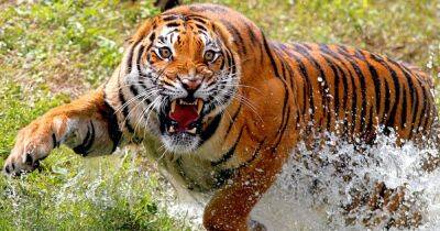 От величественных и диких до ласковых и спокойных: ученые рассказали о чертах характера тигров - focus.ua - Китай - Украина - Лондон