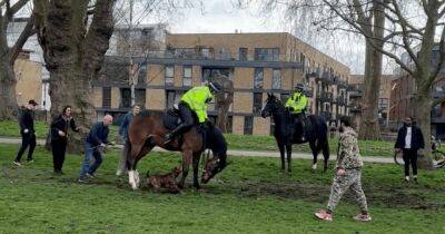Разнимали прохожие: собака напала на лошадь конной полиции посреди улицы в Лондоне (видео)