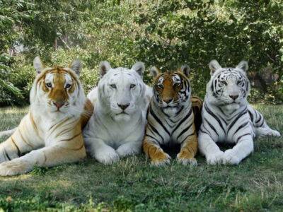 Тигры имеют индивидуальные черты характера - исследование - unn.com.ua - Китай - Украина - Киев - Лондон