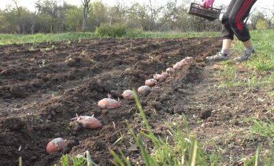 Времени не так уж и много: когда нужно успеть посадить картошку, чтоб у соседей глаз задергался от урожая