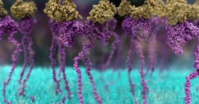 Полезное ГМО. Ученые показали, как научили лимфоциты охотиться и убивать рак (видео)