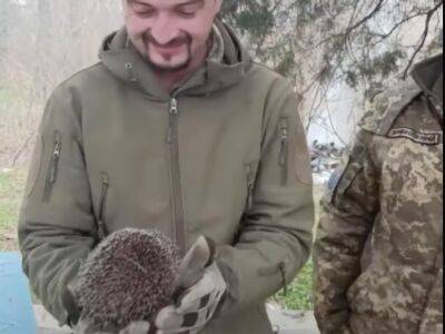 Украинские защитники спасли ежика, который застрял в части пластиковой бутылки. Видео - gordonua.com - Украина