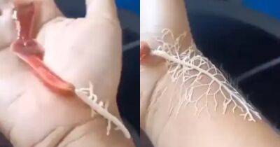 Словно из фильма ужасов: в сети обсуждают червя, выпускающего белую паутину (видео)