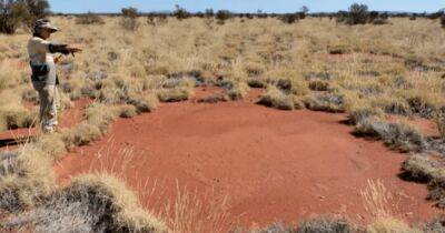 Найденные в Австралии "круги фей" поставили ученных в тупик: как они появились (фото)