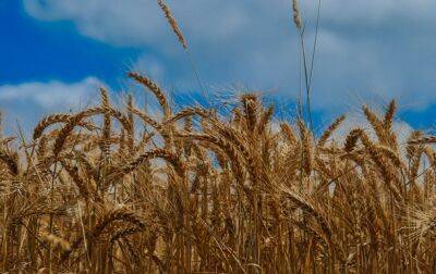 Украинское зерно будут возить через Польшу без разгрузки
