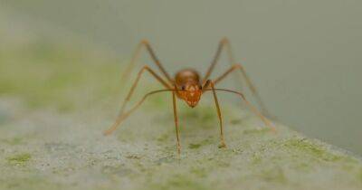 Штампуют химер на конвейере. Желтые сумасшедшие муравьиные используют невиданное ранее размножение - focus.ua - Украина - Австралия
