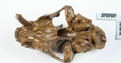 Диего бродил по США. Ученые обнаружили уникально сохранившиеся останки древнего хищника в штате Айова - focus.ua - США - Украина - Бразилия - штат Айова
