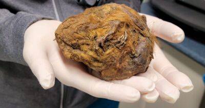 В вечной мерзлоте Канады нашли 30 000-летнюю мумию неизвестного зверя: ученые выяснили кто это (фото)