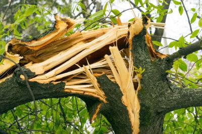 Трагедия в Северном Негеве: рухнувшее дерево убило ребенка