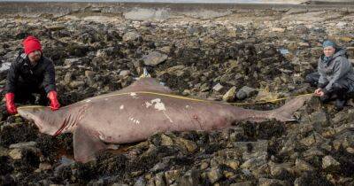 Поможет разгадать загадку: в Ирландии на берег выбросило 4-метровою тигровую акулу (фото)