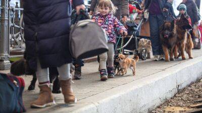 В Польше изменили правила ввоза домашних животных – что нужно знать украинцам