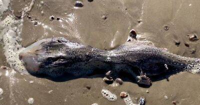 То ли медуза, то ли скат: в Британии на пляже нашли загадочное морское существо (фото)