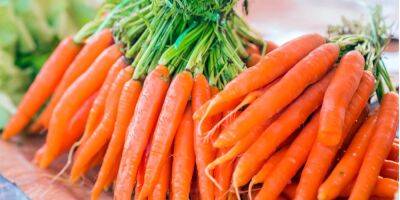 Благоприятные и неудачные даты. Когда и как сажать морковь весной 2023 года