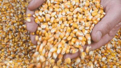 Представители РФ, Украины и Турции обсудят продление зерновой сделки