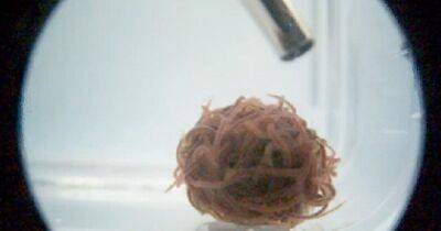 Короли узлов. Ученые раскрыли секрет запутанных петель "сверхбыстрых" червей (видео)