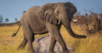 В Индии слон отомстил туристке, дразнившей его бананом (видео)
