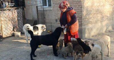Домашний приют: жительница Исфары заботится о 18 бездомных собаках