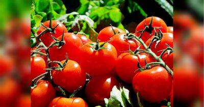 Будут расти как на дрожжах: используйте этот «бабушкин рецепт» подкормки томатов — и результат вас ошеломит