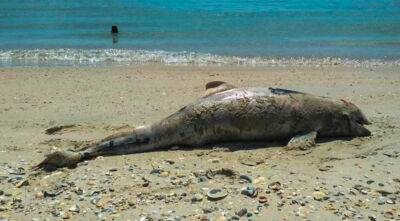 В Черном море в апреле погибли более 100 дельфинов: стали известны причины