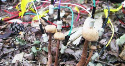 Радостно пищат. Ученые обнаружили, что грибы начинают болтать без умолку после дождя - focus.ua - Украина