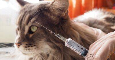 Бешенство у кошек. Нужно ли вакцинировать животных, которые никогда не выходят из дома - focus.ua - Украина - шт.Северная Каролина