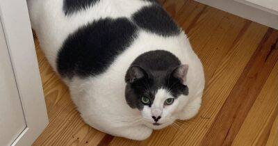 Самый толстый кот в мире нашел новую семью и сел на диету (видео)