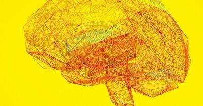 Может ли человеческий мозг действительно восстанавливаться? Новое исследование дало ответ - focus.ua - Украина - Голландия