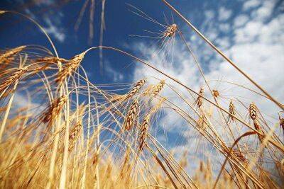 НТБ рассчитывает запустить площадку для международных тендеров на закупку пшеницы