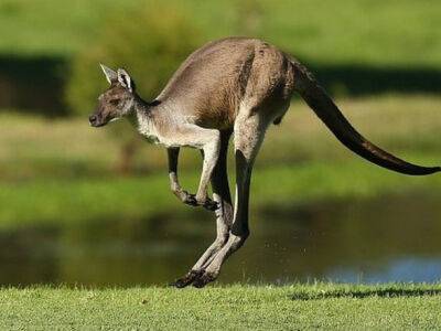 В Австралии для остановки популяционного бума кенгуру предлагают их отстреливать - unn.com.ua - Украина - Киев - Австралия - Экология