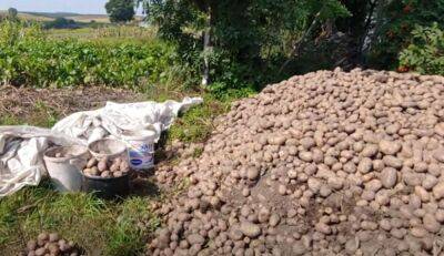 У огородников дрожь по всему телу: в Украине появилась картошка-рекордсмен - дает больше 100 тонн с гектара