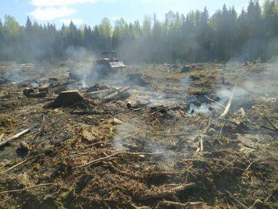 В Тверской области ликвидировали лесной пожар на площади 2 гектара