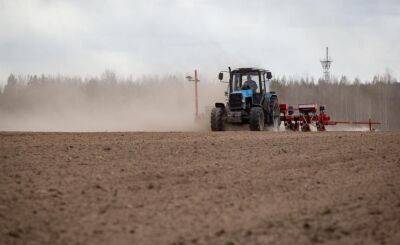 В Беларуси посеяно более 600 тысяч гектаров кукурузы на зерно - grodnonews.by - Белоруссия