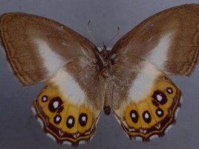 Ученые назвали новый род бабочек в честь персонажа "Властелина колец"