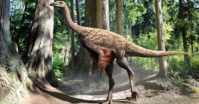 Пернатые гиганты из мелового периода: найдены останки 800-килограммовых страусоподобных динозавров