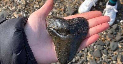 Подарок от самой большой акулы в мире. 12-летняя школьница нашла на пляже зуб возрастом 20 млн лет