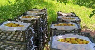 Садоводы Кубодиёнского района приступили к сбору абрикосов