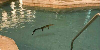 На удачу. В американском казино нашли крокодила, который плавал в бассейне — фото