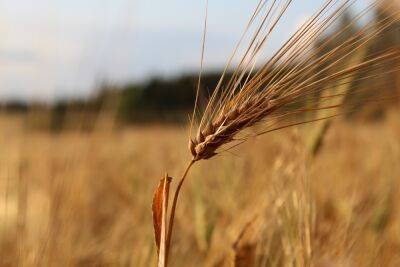 Правительство РФ направит в Тверскую область 6 млн рублей на поддержку производителей зерна