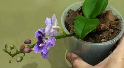 Не спешите выбрасывать: как восстановить орхидею и заставить ее пышно цвести