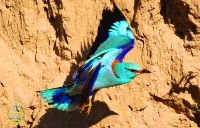 Очень редкая птица из Африки посетила Одесскую область: где поселилась?