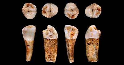 Как древние люди выживали и питались: их зубы раскрывают подробности