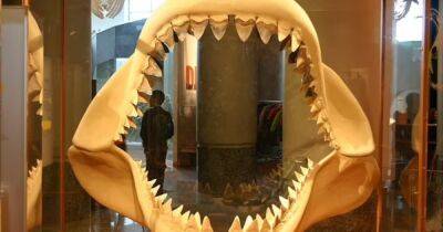 Находка через века: в Эссексе найден зуб доисторической акулы в возрасте 20 млн лет