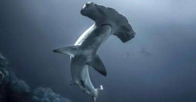Ученые раскрыли секрет хладнокровия акул-молотов: проделывают трюк, чтобы согреться во время охоты